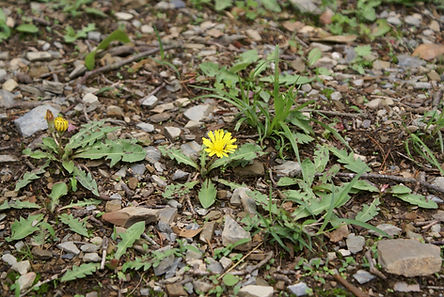 Tiny Flower at China Peak Trek Nainital